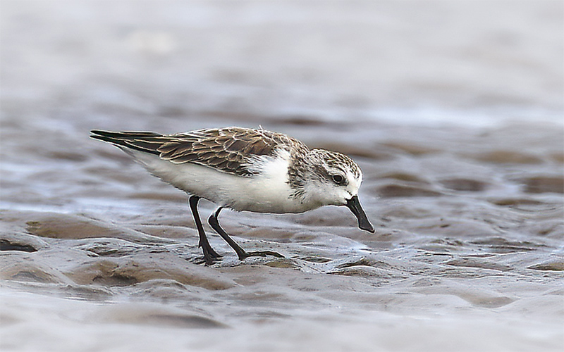Spoon-billed Sandpiper at Go Cong (Tan Thanh beach), Southern Vietnam - Photo by Bui Duc Tien